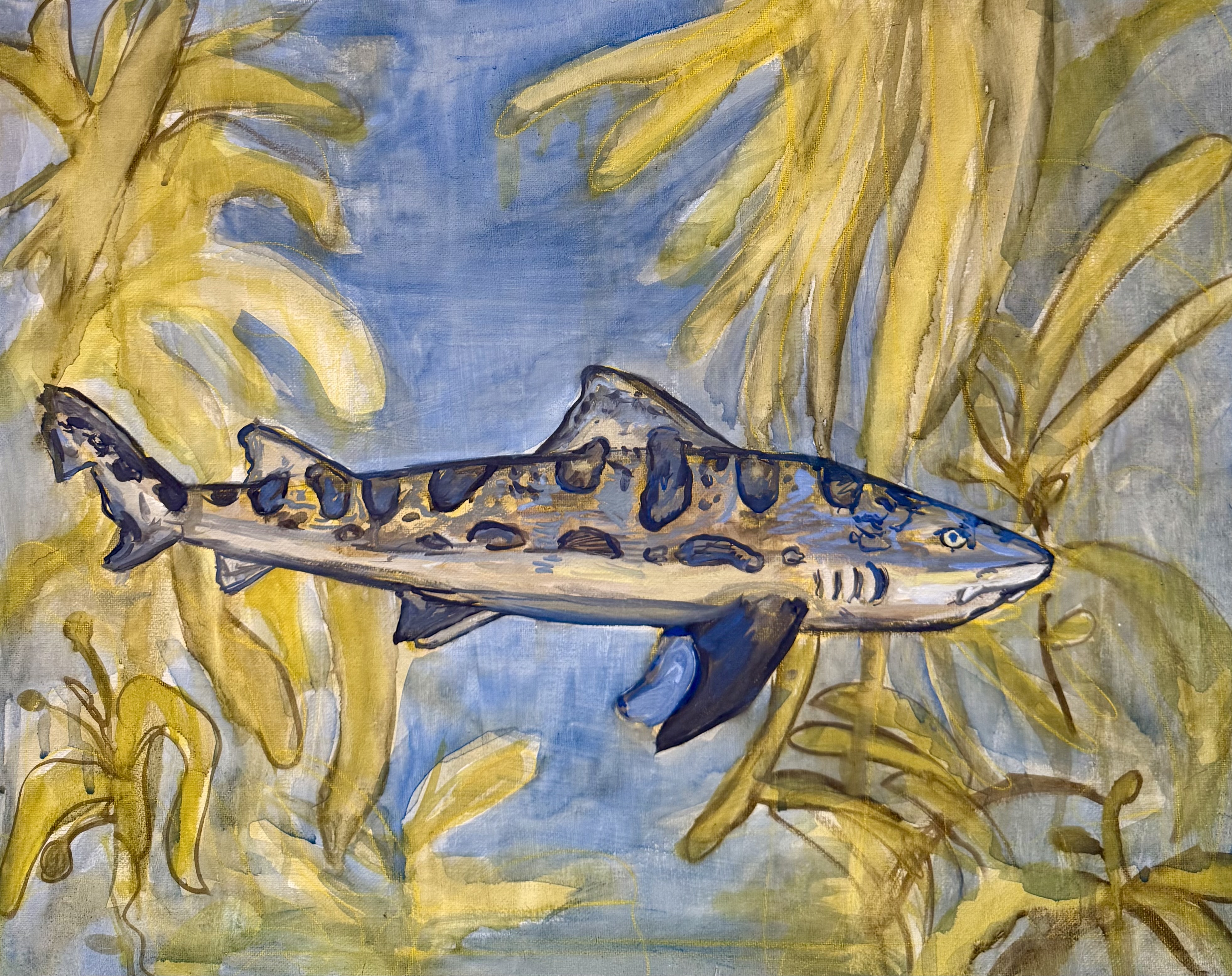 Tiburón leopardo (Triakis semifasciata)