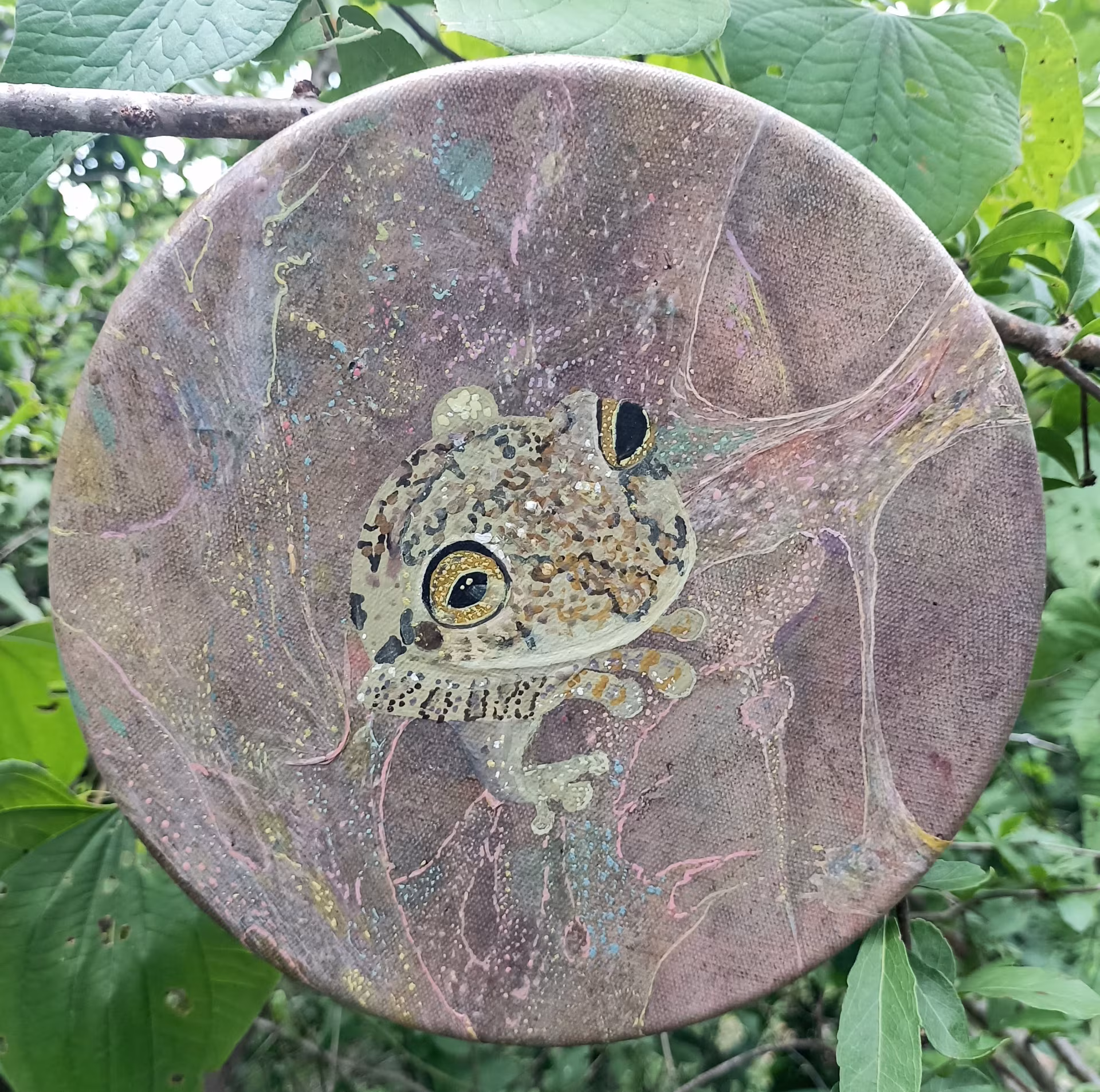 Rana ojo dorado