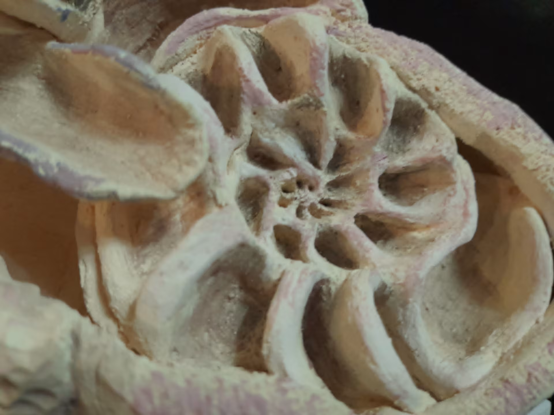METAMORFOSIS DEL SER — imagen 7