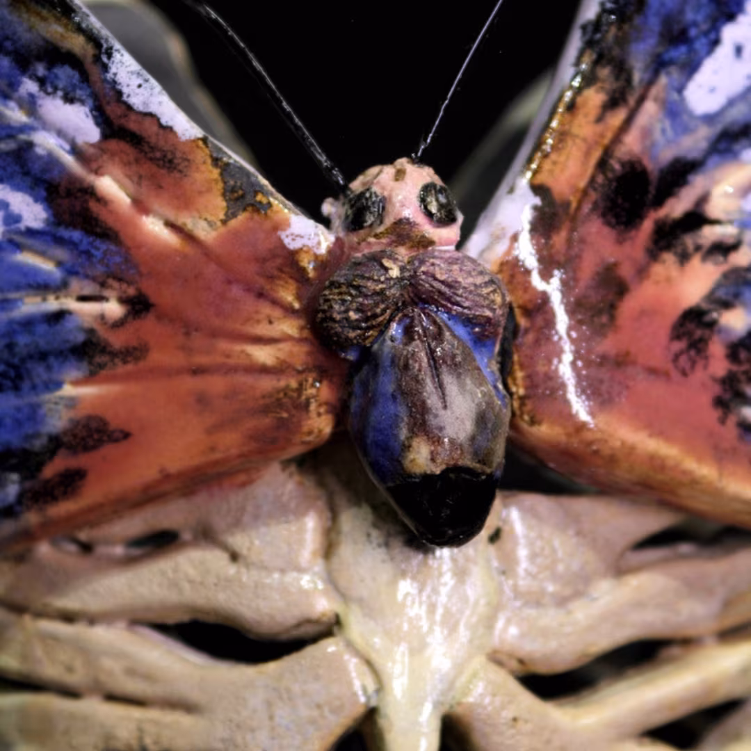 LEPIDOPTERA — imagen 2