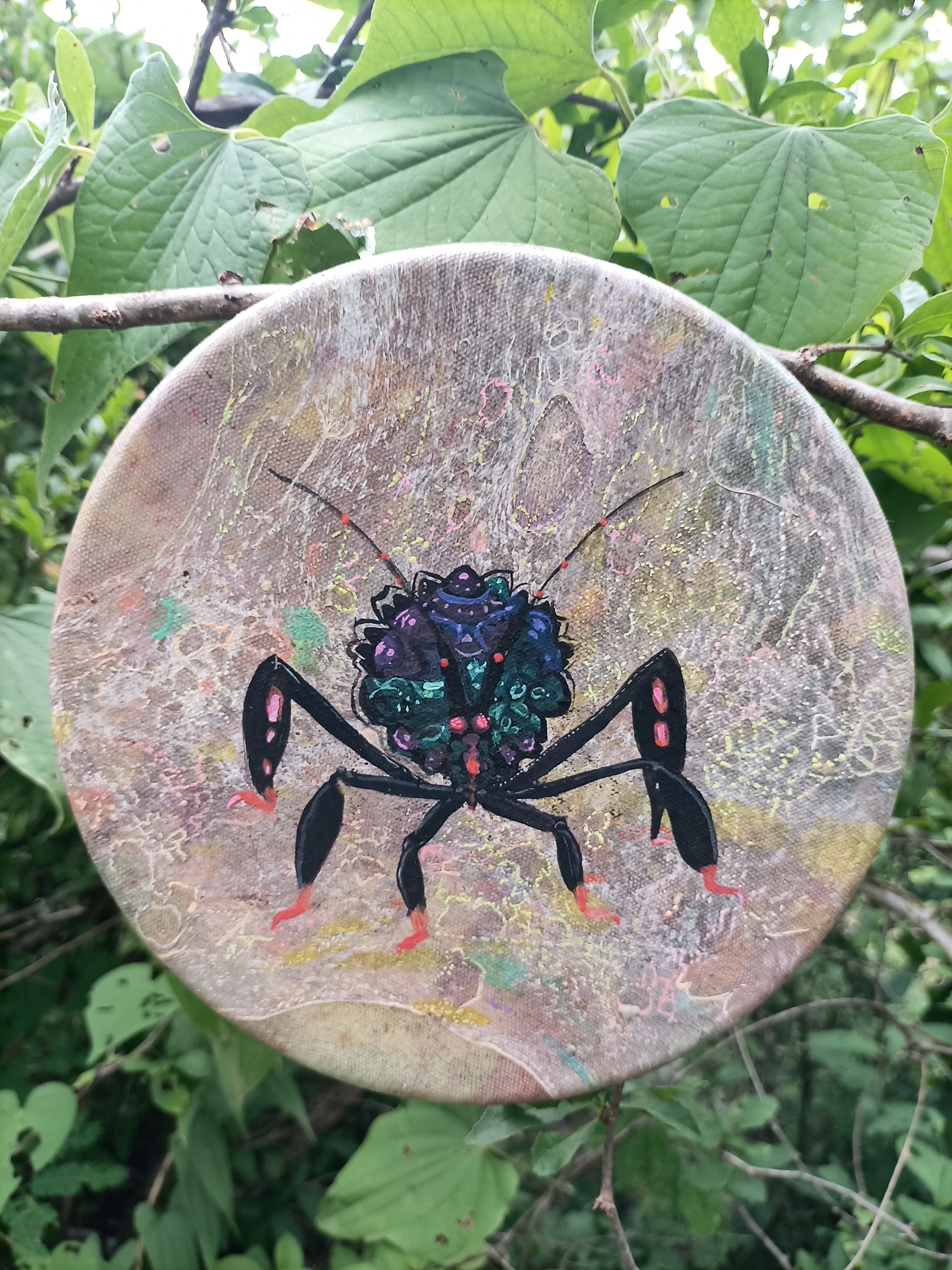 Acanthocephala terminalis