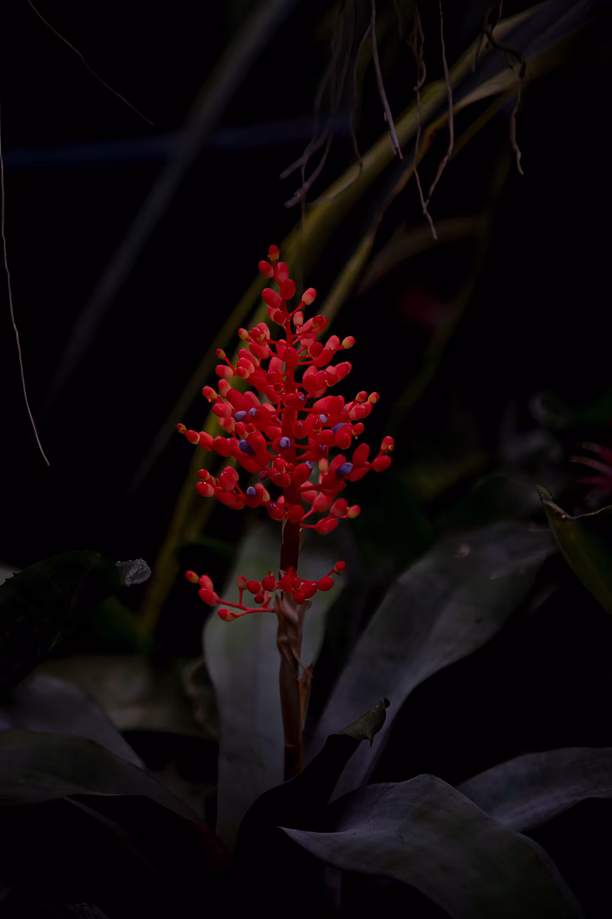 Botánica 04 · Médula — imagen 1