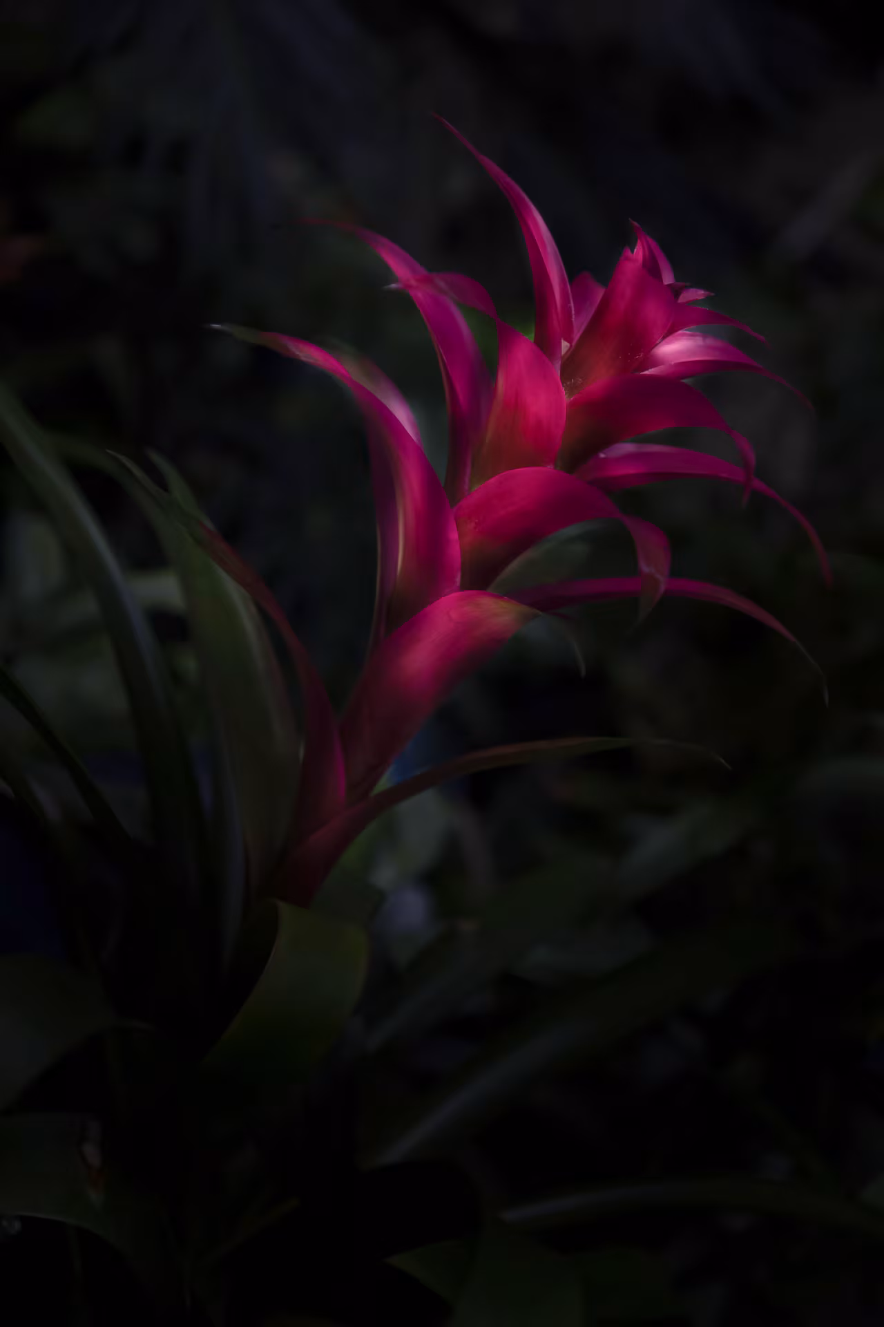 Botánica 02 · Llama — imagen 1
