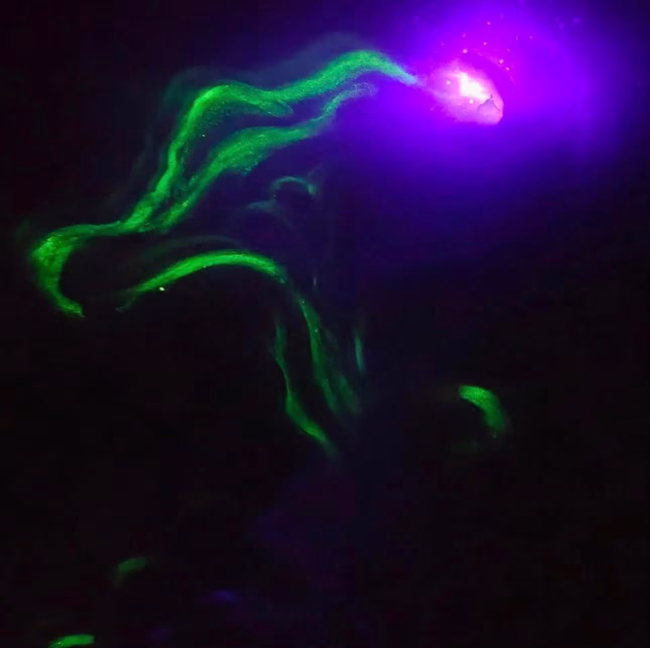 Nebulosa del Reino Fungi — imagen 2