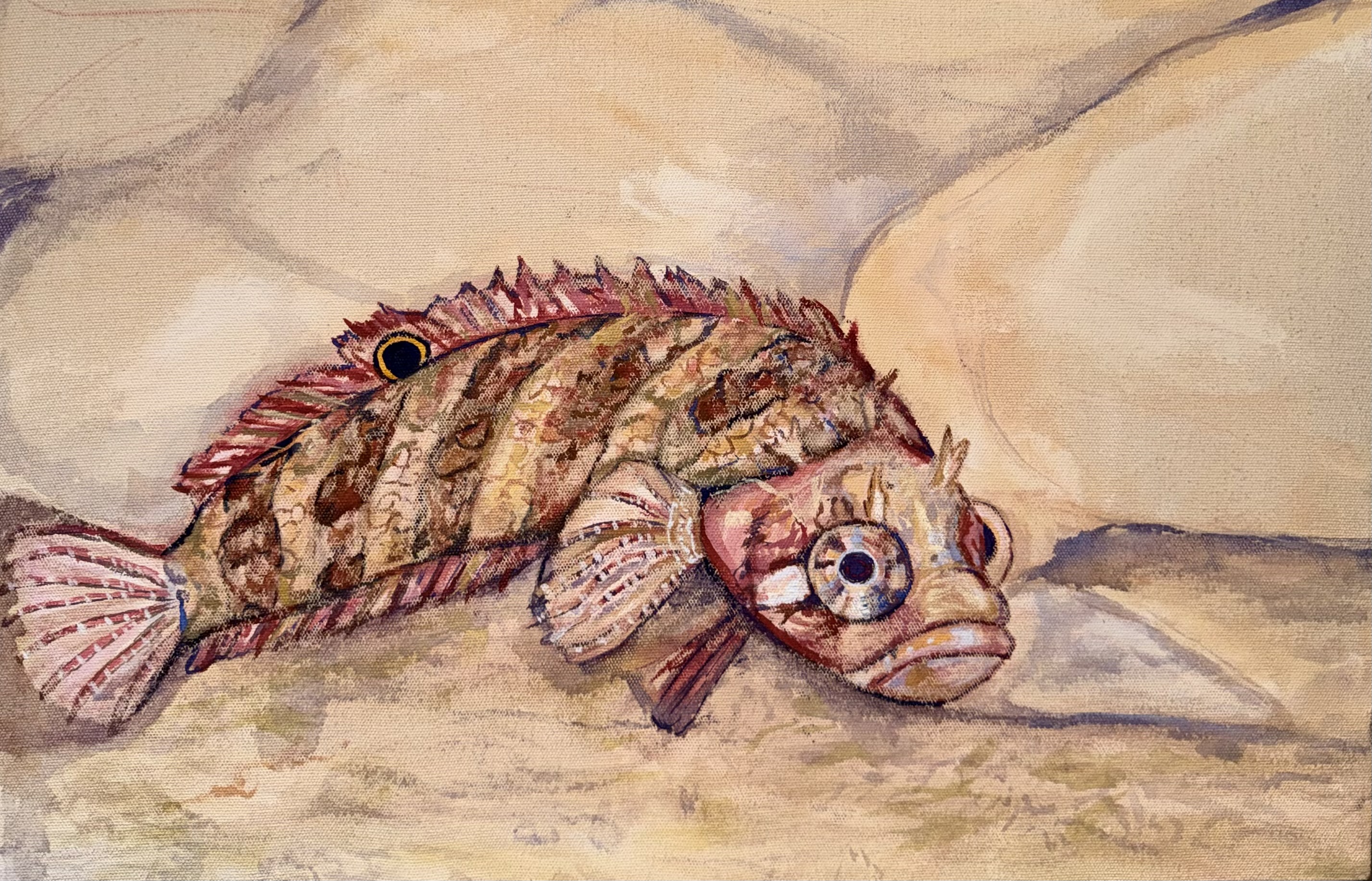 Trambollito Mexicano  (Paraclinus mexicanus)