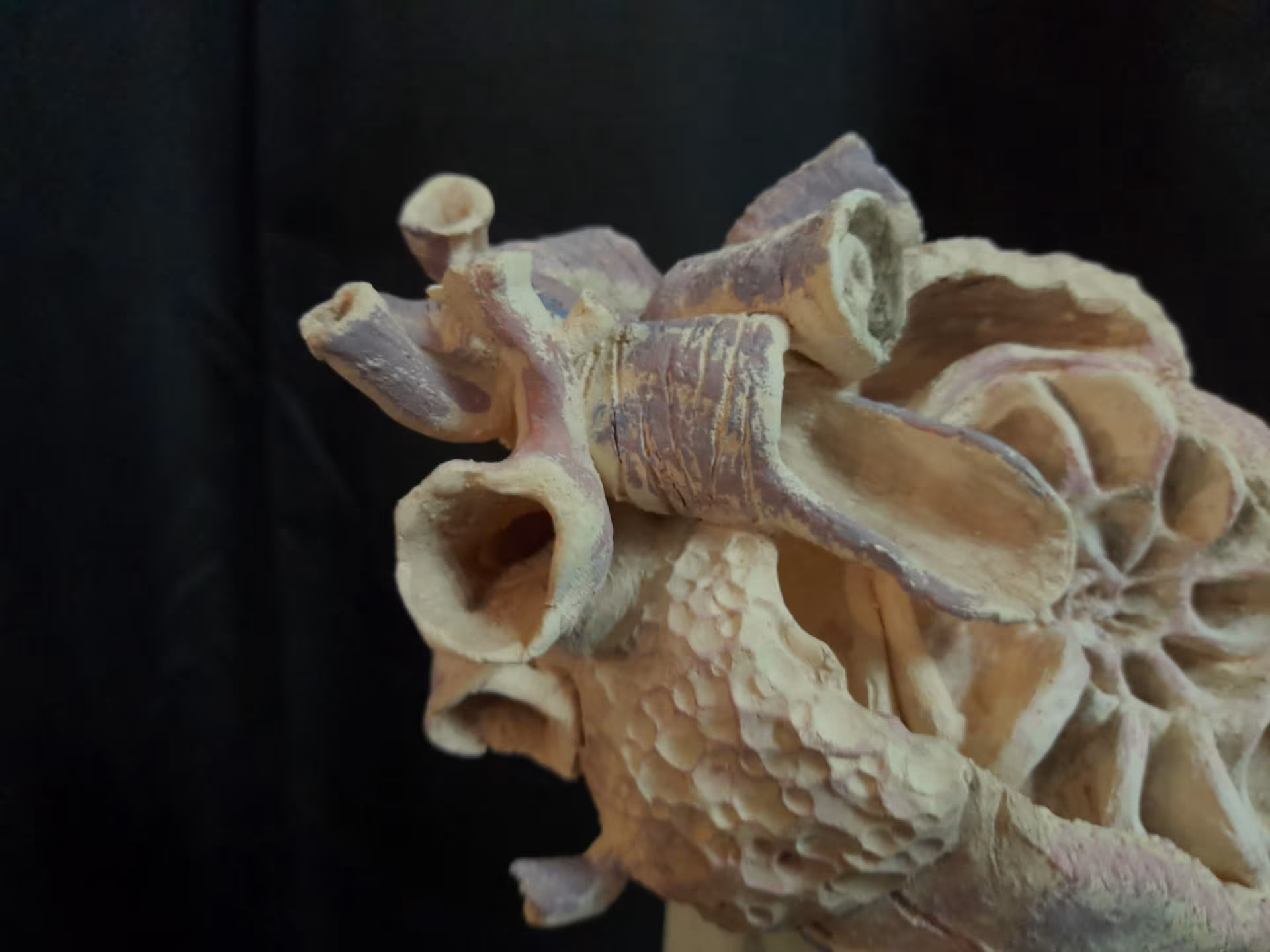 METAMORFOSIS DEL SER — imagen 3