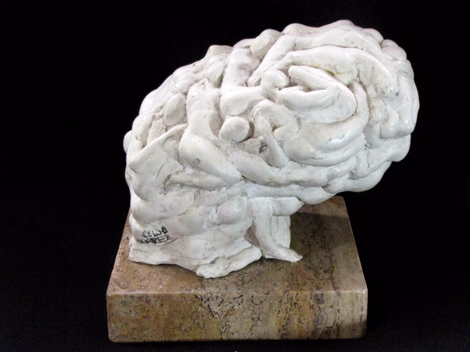 EL CEREBRO