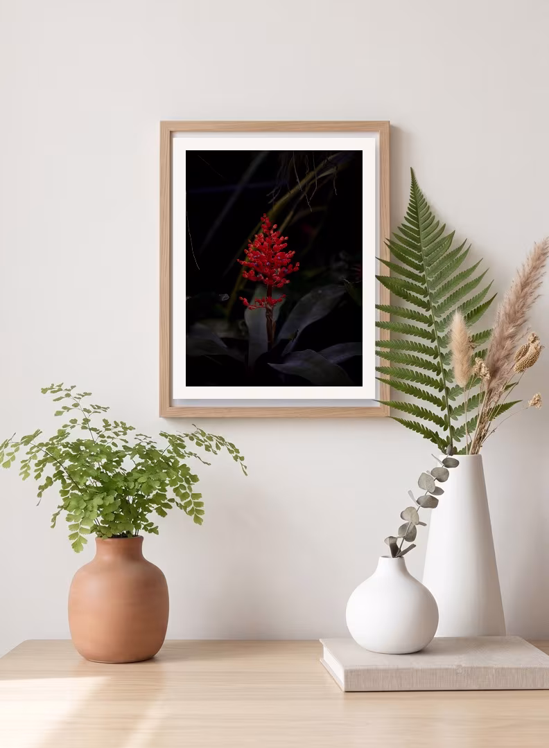 Botánica 04 · Médula — imagen 2